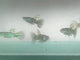 Thai Yellow Tiger Endler Guppy MALE (5 Fish Pack)(CGP-000)