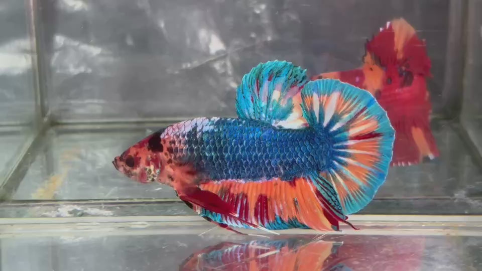Live Male Betta Fancy Marble Giants Plakat (TNK-A626)S273 High quality what you see what you get!!