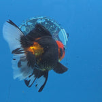 Thai Oranda Apache Butterfly Tail 3.5 in Male (FEB-517)R3A08