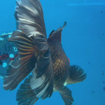 Thai Oranda JUMBO Apache 4.5” Body Male(CK-1551)BLUETUB-A
