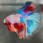 Live Male Betta Candy Marble Over Halfmoon (TNK-A664)S243 High quality what you see what you get!!