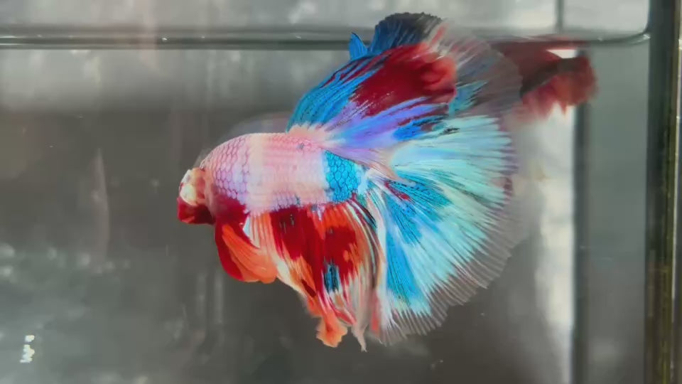 Live Male Betta Candy Marble Over Halfmoon (TNK-A664) High quality what you see what you get!!