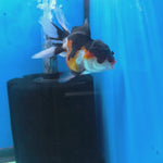 Thai Oranda Tri Color Short body breed 2.5" Body Female 6mths(FEB-561)R3B22