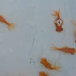 Live Fancy Goldfish Albino Red Eye Telescope Moor Small 1.50 inch (CGF-)