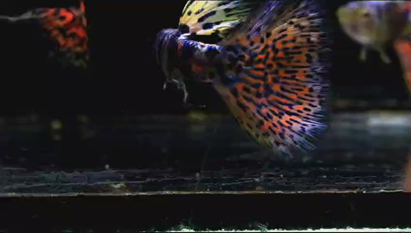 Rare Lazuri Rainbow Tiger Red Mosaic guppy