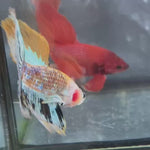 Live Male Betta Fancy Yellow Koi Halfmoon (TNK-A683) High quality What you see What you get!!