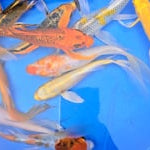 Assorted Butterfly Koi 5.00 inch