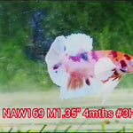 H Live Male Betta Candy Dumbo Big ear Plakat (NAW-169) High quality what you see what you get!