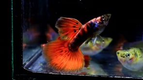 Rare Black Red Tiger Guppy