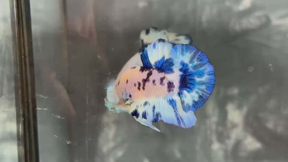 Live Male Betta Blue Marble Polkadot Plakat (TNK-A757) High quality What you see What you get!!
