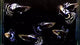 Live Fancy Guppy Fish Ivory Purple Mosaic (CGP-131)