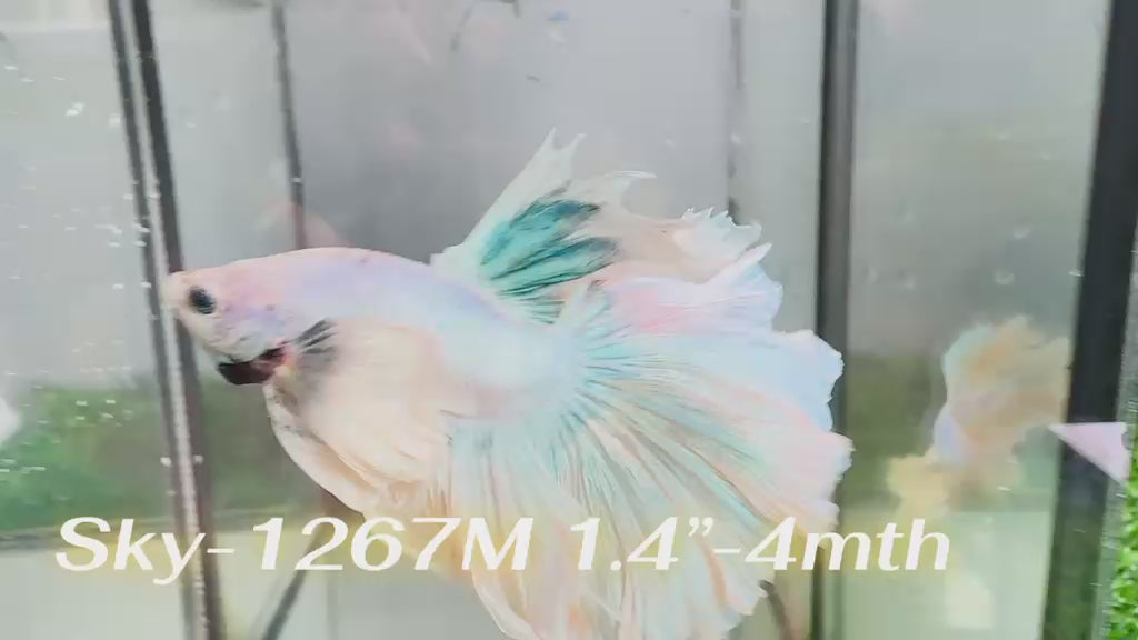 Live Male Betta Fancy Light colors Over Halfmoon (Sky-1267) High quality What you see What you get!!