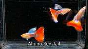 Albino Red Tail Guppy
