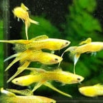 Cobra Gold Lace Double Sword Guppy