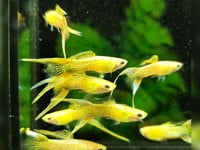 Cobra Gold Lace Double Sword Guppy