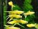 Cobra Gold Lace Double Sword Guppy