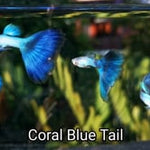 Live Fancy Guppy Fish Coral Blue Tail Guppy (CGP-137)