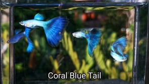 Live Fancy Guppy Fish Coral Blue Tail Guppy (CGP-137)