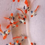 Live Fancy Guppy Fish Dumbo Big Ear Koi Guppy (CGP-156)