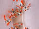Live Fancy Guppy Fish Dumbo Big Ear Koi Guppy (CGP-156)
