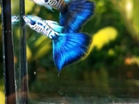  Galaxy Neon Blue Tail Guppy