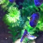 Live Fancy Guppy Fish Galaxy Purple Tail Guppy (CGP-155)