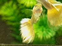 Live Fancy Guppy Fish Gold Lace Guppy (CGP-140)