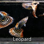 Live Fancy Guppy Fish Leopard Guppy (CGP-141) R7C05