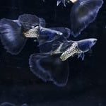 Metal Black Tail Guppy