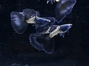 Metal Black Tail Guppy