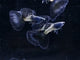 Metal Black Tail Guppy
