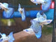 Live Fancy Guppy Fish Metal Blue Grass Guppy (CGP-144) R7C08