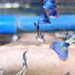 Live Fancy Guppy Fish Metal Blue Tail Guppy (CGP-145) R9C12 M+F