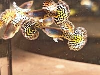 Live Fancy Guppy Fish Metal Leopard Guppy (CGP-146)