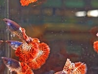 Metal Red Lace guppy