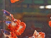 Metal Red Lace guppy