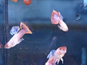 Pink Magenta Guppy