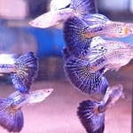 Live Fancy Guppy Fish Purple Cobra Guppy (CGP-148)
