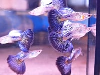 Live Fancy Guppy Fish Purple Cobra Guppy (CGP-148)