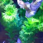 Live Fancy Guppy Fish Purple Dragon Guppy (CGP-149)