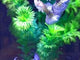 Live Fancy Guppy Fish Purple Dragon Guppy (CGP-149)