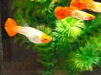 Live Fancy Guppy Fish Snakeskin Koi Guppy (CGP-152)