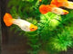 Live Fancy Guppy Fish Snakeskin Koi Guppy (CGP-152)