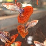 Snakeskin Red Mosaic Guppy