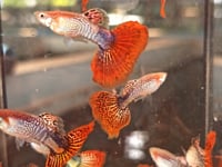 Snakeskin Red Mosaic Guppy
