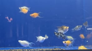 Live Balloon Molly Lyretail (Poecilia sphenops) - 5 PACK