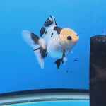 Thai Oranda Lemon Head Panda Jumbo Breed 2.8" Body Female 6mths(FEB-540)R3B21