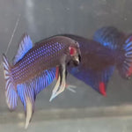 Live Male Betta Blue Yellow Siamorientalis Wild Plakat (TNK-488)  High quality what you see what you get!!