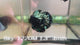 Live Male Betta Black Galaxy Avatar Plakat (Sky-1220) High quality What you see What you get!!