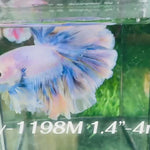 Live Male Betta Fancy Blue Grizzle Halfmoon Rosetail (Sky-1198) High quality what you see what you get!!